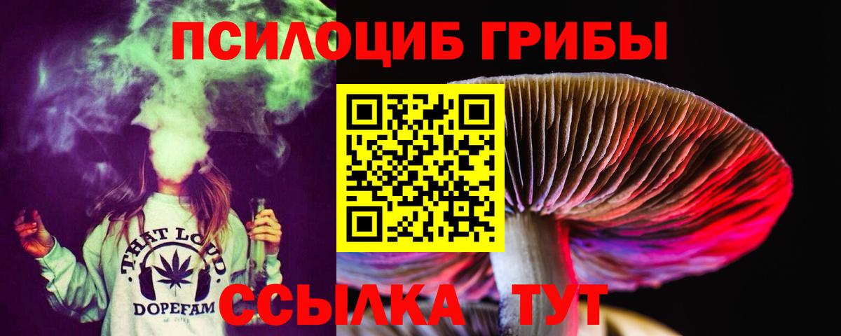 Псилоцибиновые грибы Psilocybe Краснознаменск